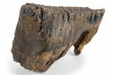 Juvenile Mammoth Molar - Siberia #303330-1